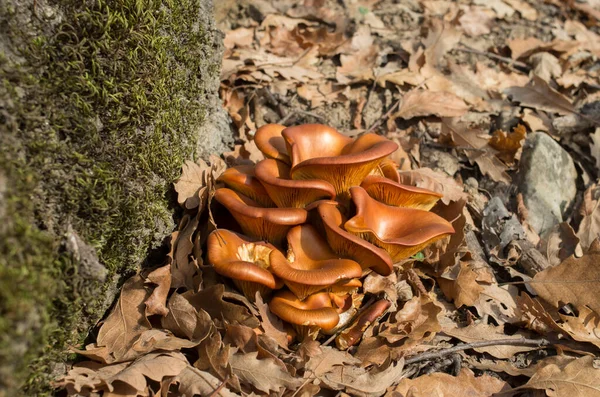 Young Tree Jack Lantern Mushroom Sunny Autumn — Stock Photo, Image