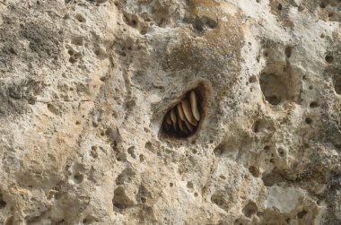 Güneşli bir günde yabani arıların kayasında bal peteği.