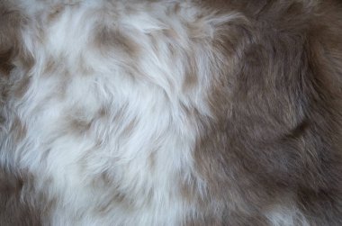 New treated sheepskin with fur close u