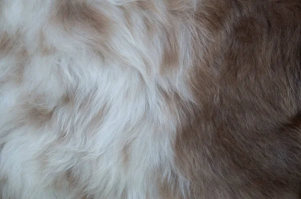 New Treated Sheepskin Fur Close — Stock Fotó
