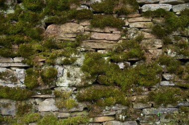 Old stone wall with green moss close u
