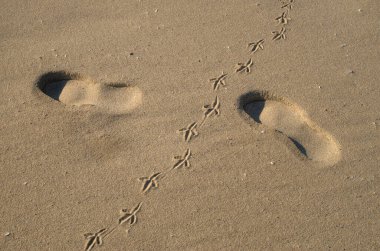 Footprints in the sand from the footsteps of a man and pigeon close u
