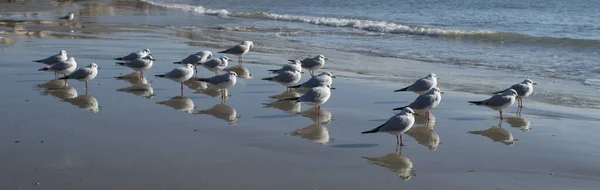 Viele Kleine Möwen Strand Bulgarien Europ — Stockfoto