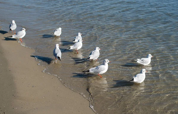 Many Little Gulls Beach Bulgaria Europ — Stock Photo, Image