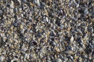 Kumsalda renkli kuru midye kabukları ve küçük salyangozlar.