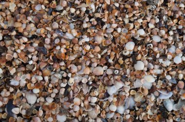 Kumsalda renkli kuru midye kabukları ve küçük salyangozlar.