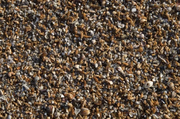 Sahilde renkli midye kabukları ve küçük salyangozlar var.