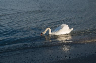 Yalnız kuğu içme suyu.