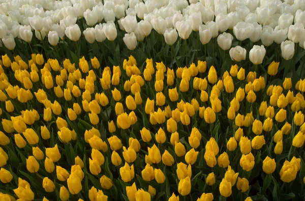 Wiele Białych Żółtych Tulipanów Słonecznym Ogrodzie Wiosnę Blisko — Zdjęcie stockowe