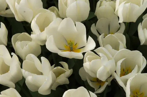 Wiele Białych Tulipanów Słonecznym Ogrodzie Wiosnę Blisko Góry — Zdjęcie stockowe