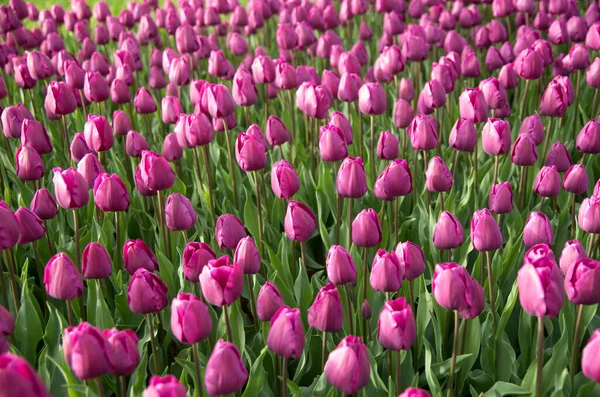 Wiele Fioletowe Tulipany Słonecznym Ogrodzie Wiosnę Blisko — Zdjęcie stockowe