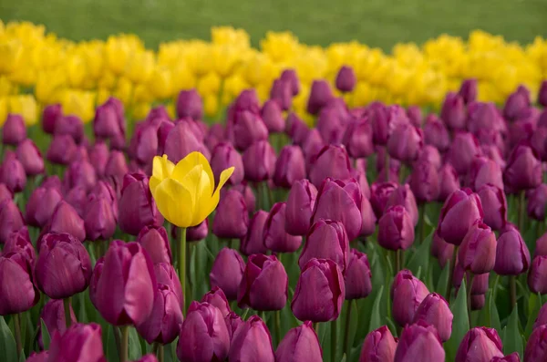 Jeden Żółty Tulipan Wiele Fioletowych Tulipanów Słonecznym Ogrodzie Wiosnę Blisko — Zdjęcie stockowe