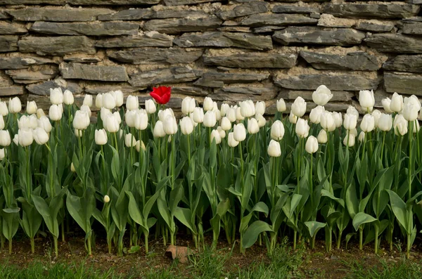 Jeden Czerwony Tulipan Wiele Białych Tulipanów Przed Kamienną Ścianą Słoneczną — Zdjęcie stockowe
