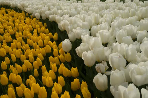 Wiele Białych Żółtych Tulipanów Słonecznym Ogrodzie Wiosnę Blisko — Zdjęcie stockowe