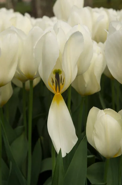 Biały Tulipan Słonecznym Ogrodzie Wiosnę Widokiem Pistil Stamens Zbliżyć — Zdjęcie stockowe