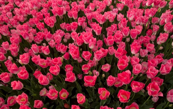 Wiele Różowe Tulipany Słonecznym Ogrodzie Wiosnę Blisko — Zdjęcie stockowe