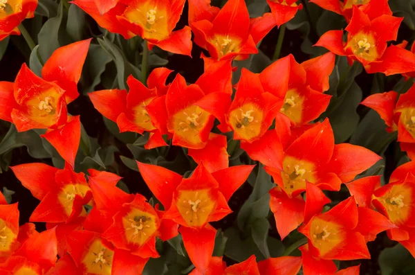 Wiele Czerwonych Tulipanów Słonecznym Ogrodzie Wiosnę Góry Blisko — Zdjęcie stockowe