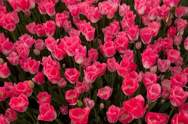 Wiele Różowe Tulipany Słonecznym Ogrodzie Wiosnę Blisko — Zdjęcie stockowe