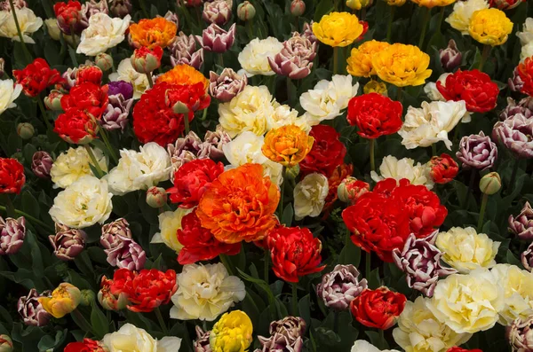 Wiele Kolorowych Peony Double Tulipany Wiosnę Blisko — Zdjęcie stockowe