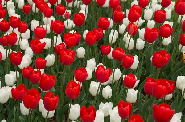 Wiele Białych Czerwonych Tulipanów Słonecznym Ogrodzie Wiosnę Blisko — Zdjęcie stockowe