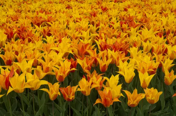 Wiele Kolorowych Żółtych Tulipanów Słonecznym Ogrodzie Wiosnę Blisko — Zdjęcie stockowe