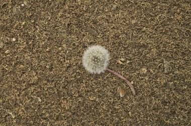 Oyun parkı kapanması için kahverengi kaplamalı yırtık bir karahindiba.