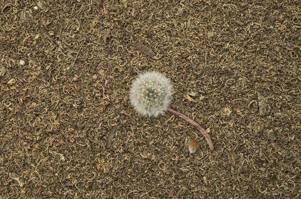 Oyun parkı kapanması için kahverengi kaplamalı yırtık bir karahindiba.