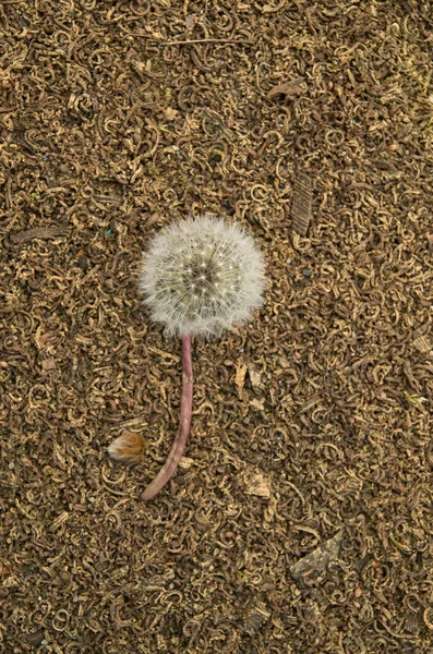 Oyun parkı kapanması için kahverengi kaplamalı yırtık bir karahindiba.