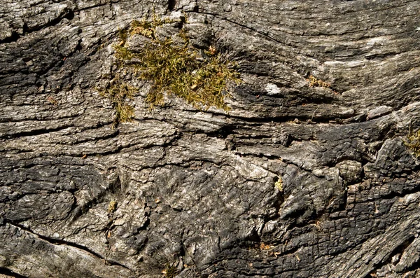 Corteccia Incrinata Vecchia Albero Con Muschio Closeu — Foto Stock