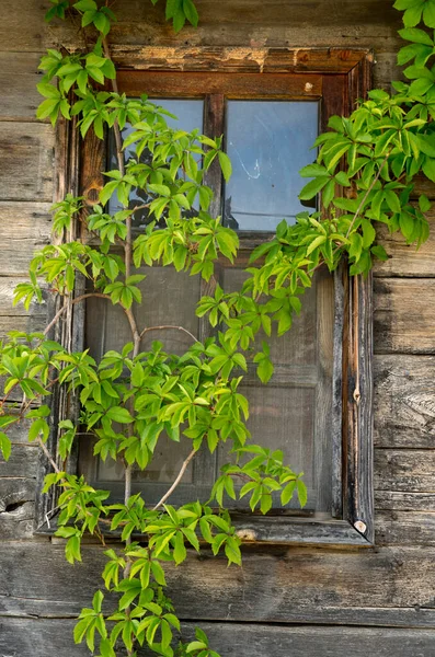 Old Wooden Window Covered Wild Green Vine Wooden Wal — Stock Photo, Image