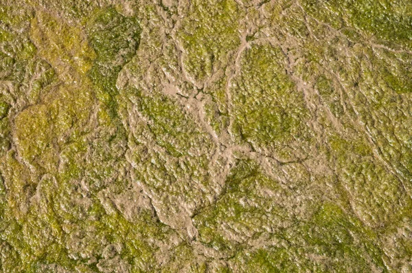 Eau Stagnante Dans Lac Couvert Algues Vertes Anf Rose Closeu — Photo