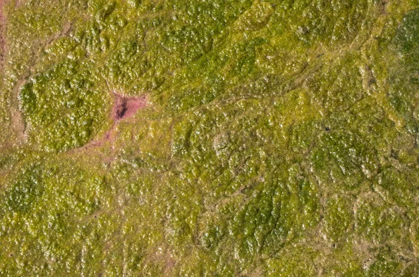 Stagnant water in lake coverd with green anf pink algae closeu