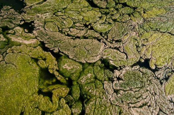 Stagnant Water Lake Coverd Green Anf Pink Algae Closeu — Stock Photo, Image