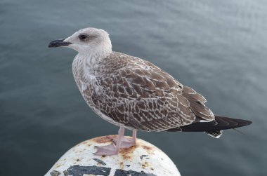 Young  gray European herring gull close u