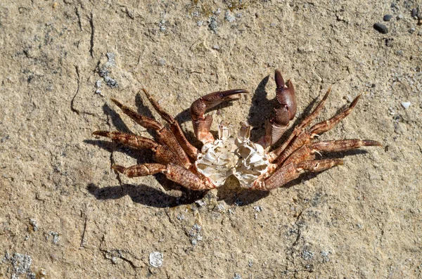 Skeleton of a brown sea crab on stone closeu