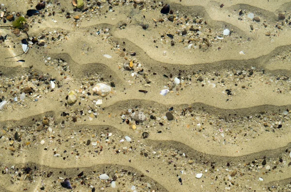 Sand Waves Clam Shells Rapana Venosa Sea Floor Sunny — Stock Photo, Image