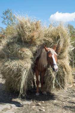 Bulgaristan, Europ 'taki bir dağ köyünde at samanla yüklü