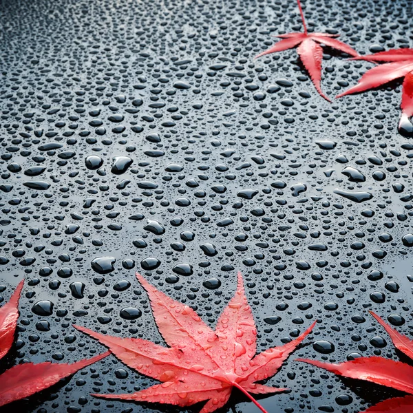 Gocce d'acqua e foglie rosse su una superficie verniciata nera lucida — Foto Stock