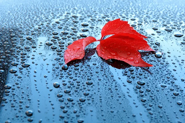 Gotas de agua y hojas rojas sobre una superficie de laca negra pulida — Foto de Stock