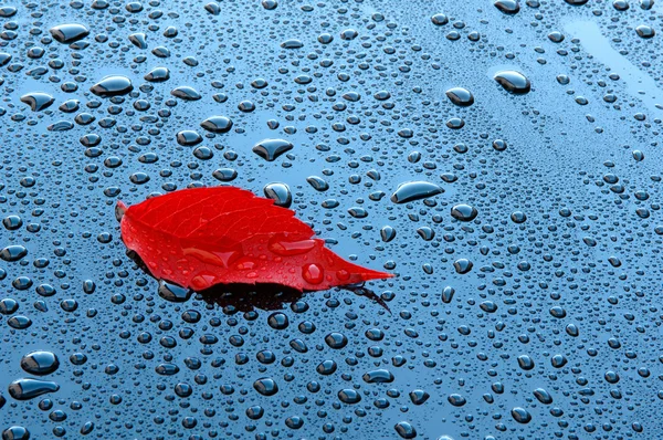 Gocce d'acqua e foglie rosse su una superficie verniciata nera lucida — Foto Stock
