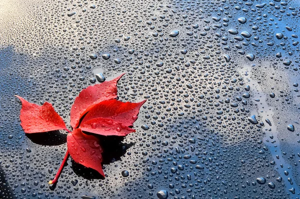 Gotas de água e folhas vermelhas em uma superfície de laca preta polida — Fotografia de Stock