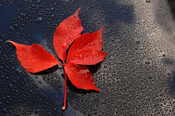 Kapky vody a červené listy na povrchu leštěné černý lak — Stock fotografie