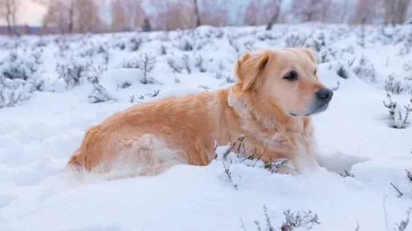 Een Prachtige Golden Retriever Verkent Een Prachtig Winterlandschap Neemt Een — Stockfoto