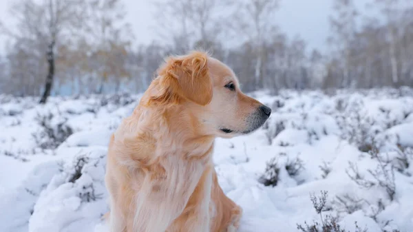 Piękny Golden Retriever Siedzi Pośród Pięknego Zimowego Krajobrazu Odwróciła Głowę — Zdjęcie stockowe