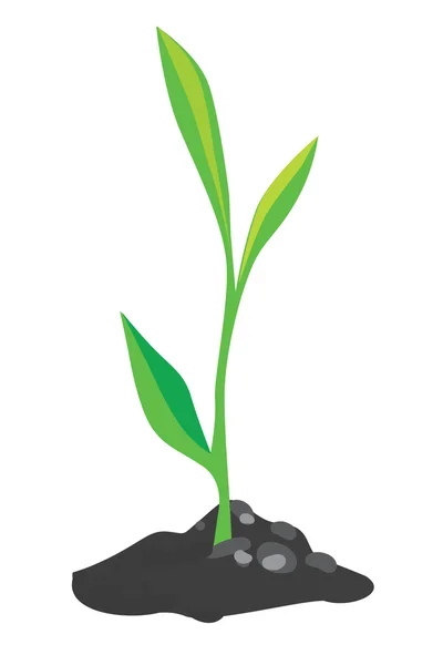 Growing green sprout — Stock Vector