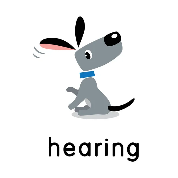 Um cão está a ouvir. Um dos cinco sentidos. Audiência —  Vetores de Stock
