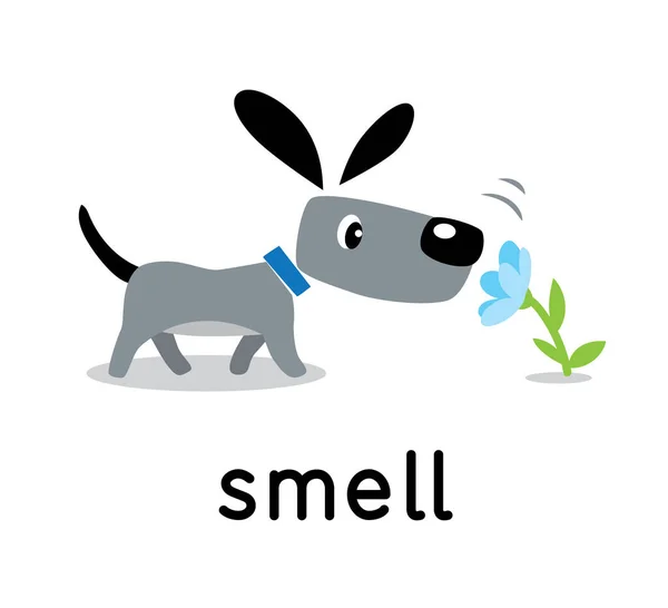 Um cão cheira uma flor. Cinco sentidos. Cheiro —  Vetores de Stock