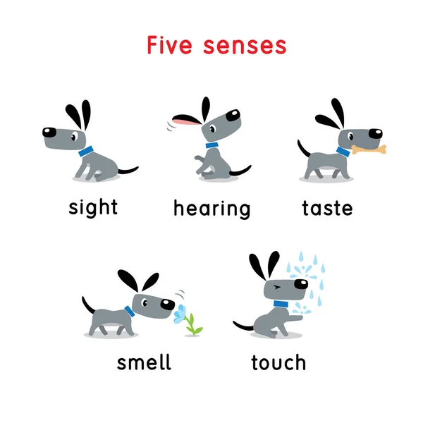 Icône à cinq sens. Toucher, goût ouïe vue odeur — Image vectorielle