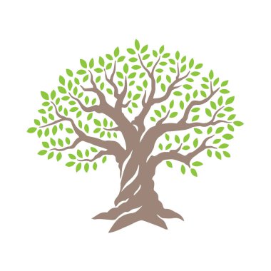 Zeytin ya da meşe ağacı. Yeşil yapraklı güçlü eko ağacının vektör çizimi. Yağ şişeleri için tasarım şablonu