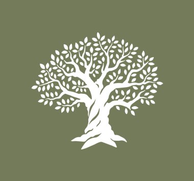 Zeytin ya da meşe ağacı. Yeşil yapraklı güçlü eko ağacının vektör çizimi. Yağ şişeleri için tasarım şablonu